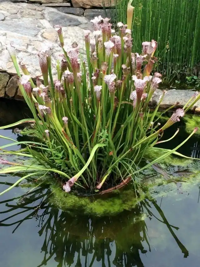 Декоративный водоём