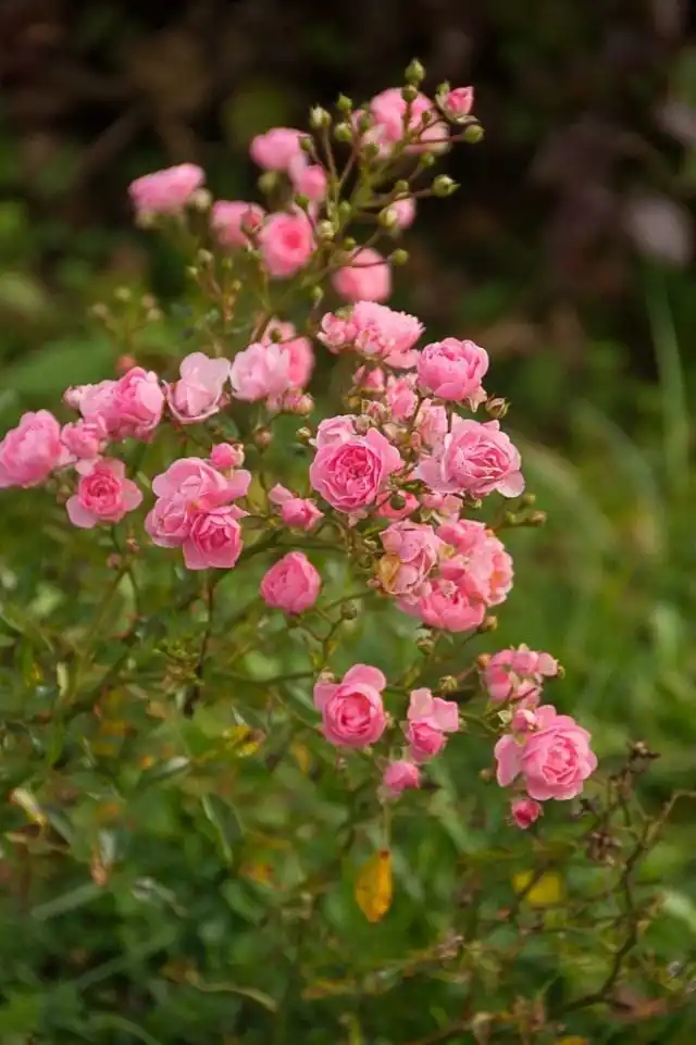 Роза «Фэйри» (The Fairy)