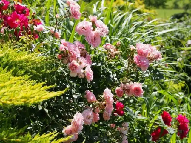 Роза «Фэйри» (The Fairy)