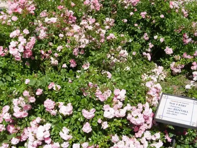 Роза «Фэйри» (The Fairy)