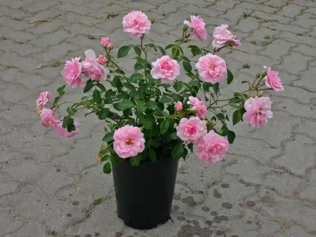 Роза садовая, сорт «Летний ветер» (Summerwind)