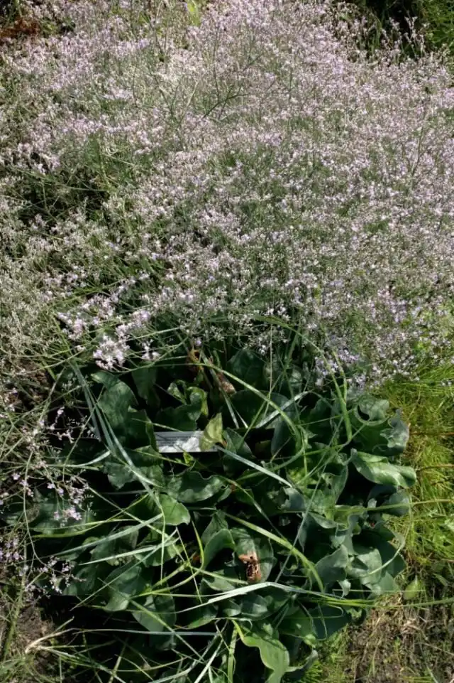 Кермек обыкновенный