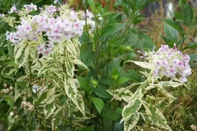 Флокс метельчатый, сорт 'Norah Leigh'.