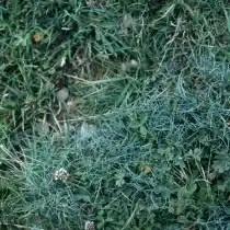 Овсяница ледниковая