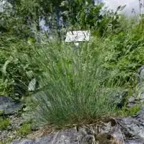 Овсяница метельчатая