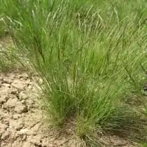 Овсяница овечья