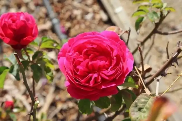 Кустовая роза «Отелло»