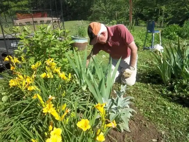 Пропалываем и подкармливаем растения