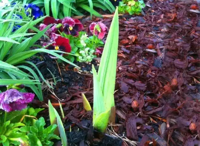 Мульчируем