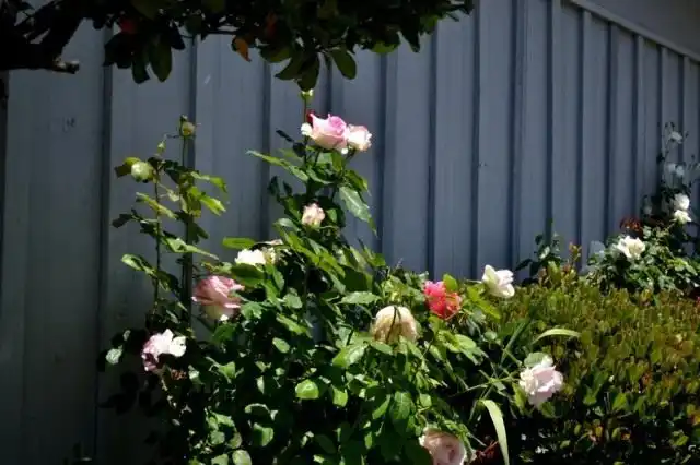 Уделяем внимание розам