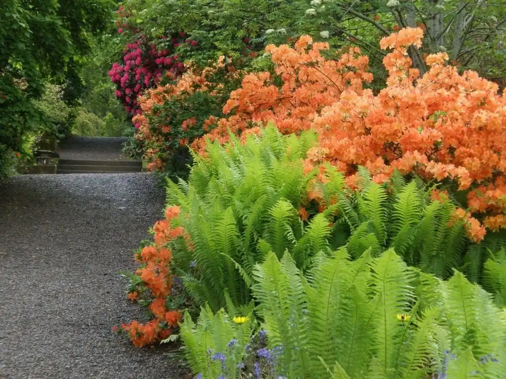 Цветоголовник западный (Cephalanthus occidentalis)