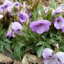 Садовая фиалка «Танцующая Гейша» (Dancing Geisha)