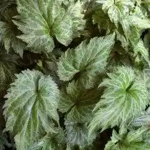 Листья садовой фиалки «Танцующая Гейша» (Dancing Geisha)