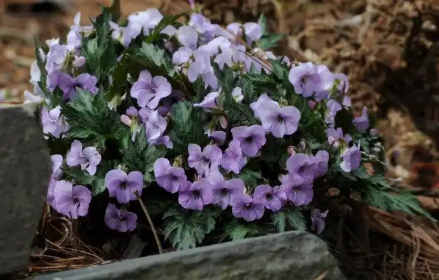 Садовая фиалка «Танцующая Гейша» (Dancing Geisha)