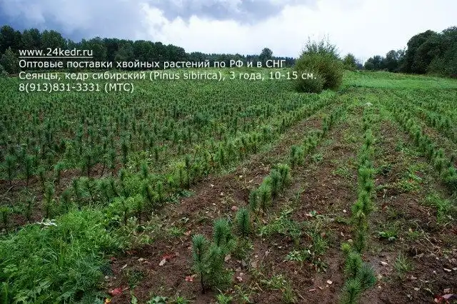Сеянцы Сибирского кедра