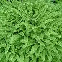 Адиантум стоповидный