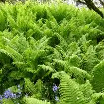 Орляк обыкновенный