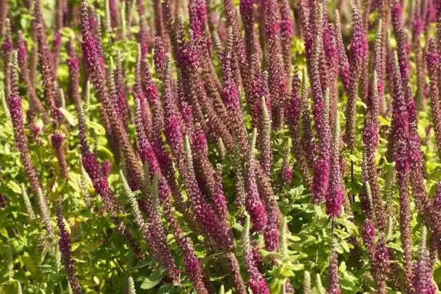Дубровник гирканский (teucrium hircanicum)