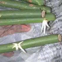 Образование каллуса и корней на черенках