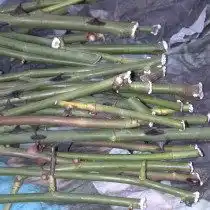 Образование каллуса и корней на черенках