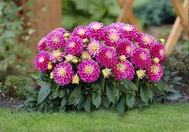 Георгины низкорослые