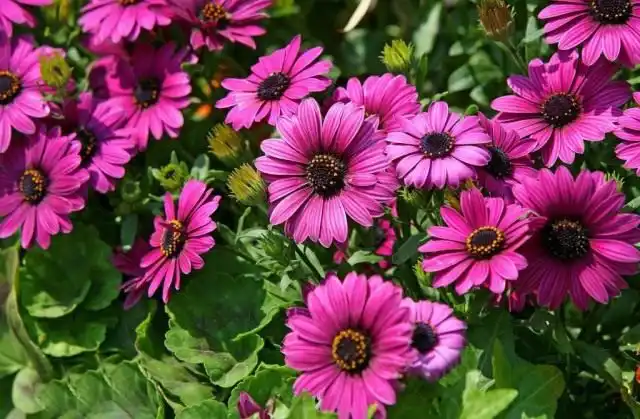 Диморфотека