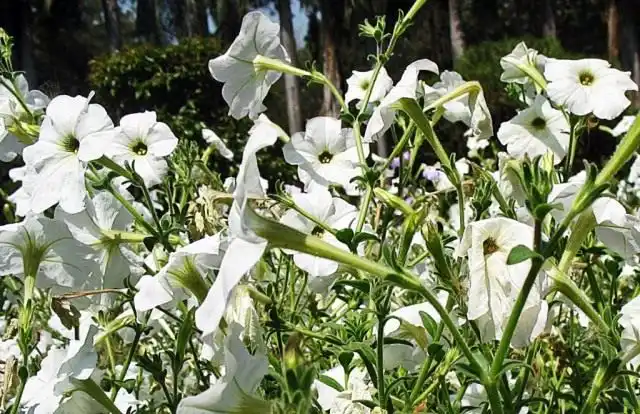 Белая петуния