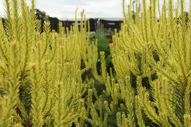 "Канделайт" (Pinus sylvestris 'Candlelight').