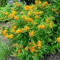 Ваточник в дизайне сада