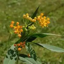 Ваточник кюрасавский