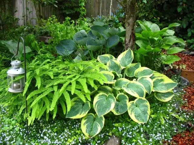 Кремово-желтая пестрая хоста подчеркивает эту группу