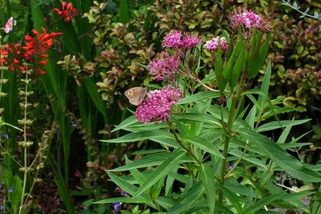 Ваточник мясо-красный