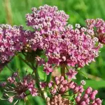 Ваточник мясо-красный