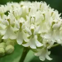 Ваточник мясо-красный