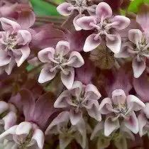 Ваточник сирийский