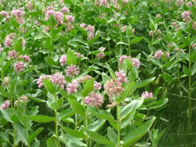 Ваточник, или Асклепия