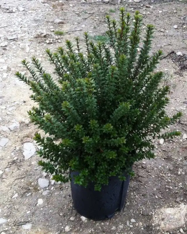 Мирт в кадке