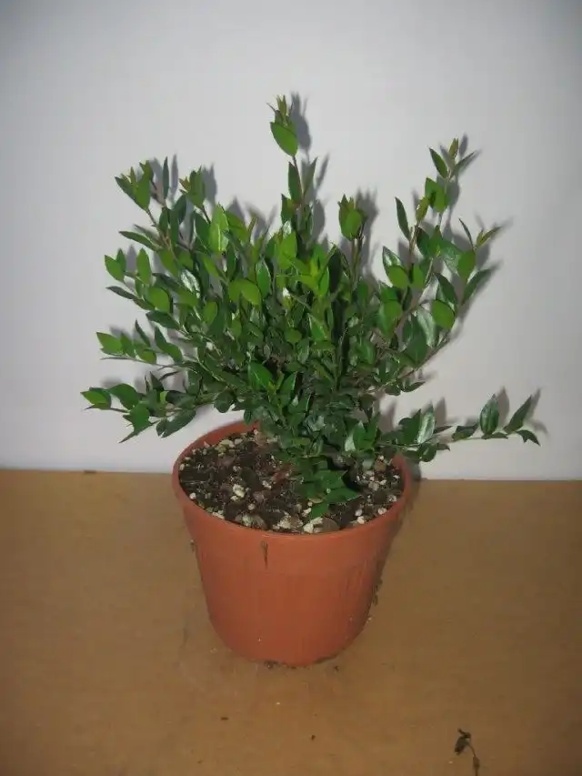 Мирт в горшке