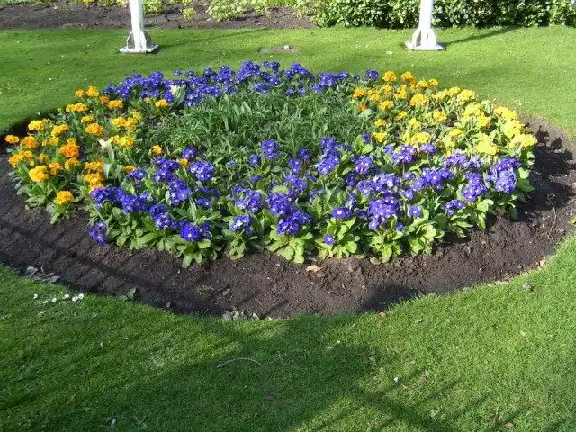 Контрастное оформление цветника