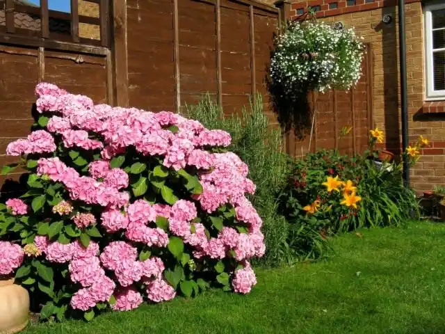 Вид на цветник летом