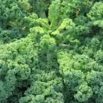 Декоративная капуста Кале