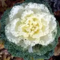 Декоративная капуста сорт Нагоя белый (Nagoya White)