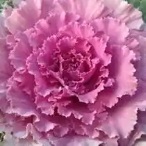 Декоративная капуста сорт Токио Розовый (Tokyo-Pink)