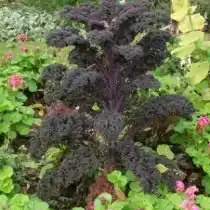 Декоративная капуста сорт Красная высокая