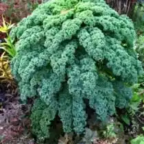 Декоративная капуста сорт Язык Жаворонка