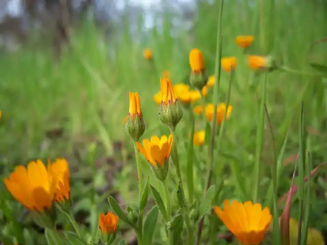 Календула полевая (Calendula Arvensis)
