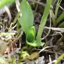 Скрученник спиральный