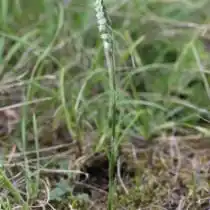 Скрученник спиральный