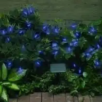 Гирлянда на солнечных элементах