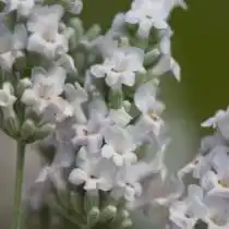 Лаванда сорта «Alba»